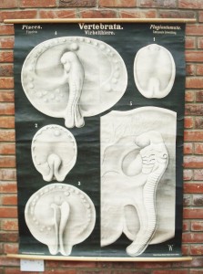 Rare Rudolf Leuckart  Wall Chart circa 1880