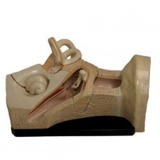 Bock Steger Ear model