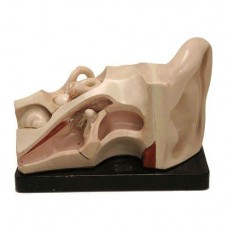 ANATOMICAL EAR MODEL BY B. STEGER