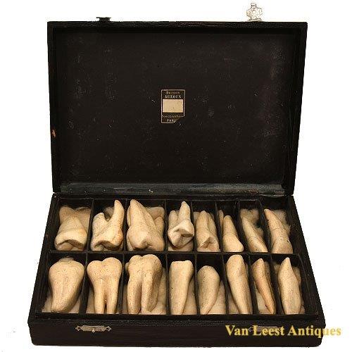 Dr. Auzoux human dental Teeth models Anatomical teeth models Auzoux – van Leest Antiques jpg (6) Dr. Auzoux human dental Teeth models