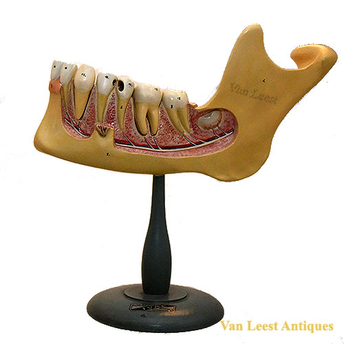 Anatomical lower jaw model, Somso Anatomical lowerjaw model – van Leest Antiques (1) Anatomical lower jaw model, Somso