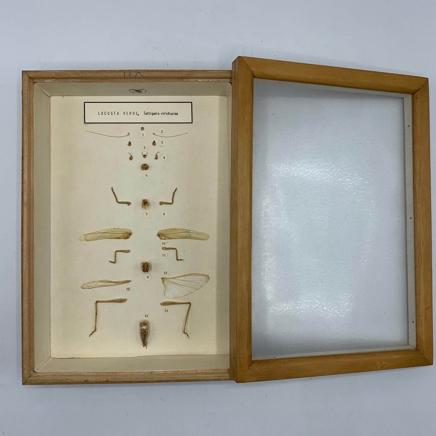 Italian teaching model with the anatomical dissection of a grasshopper IMG_1978 Italian teaching model with the anatomical dissection of a grasshopper