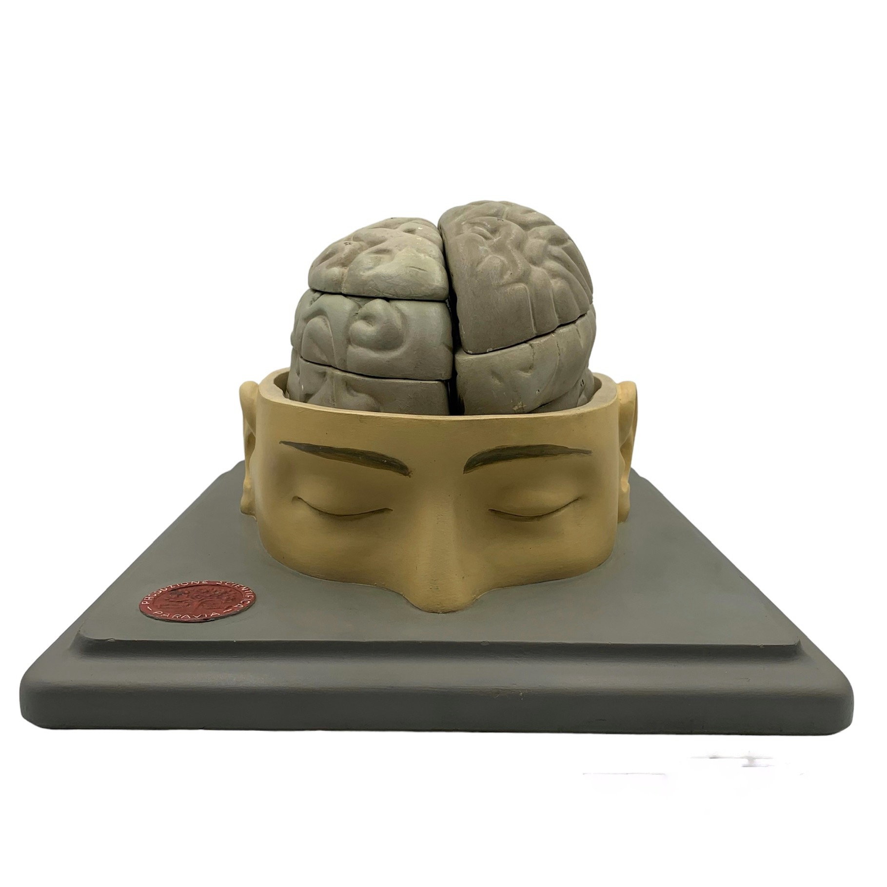 Italian anatomical model of the head and brain, by Paravia, ca. 1930’s