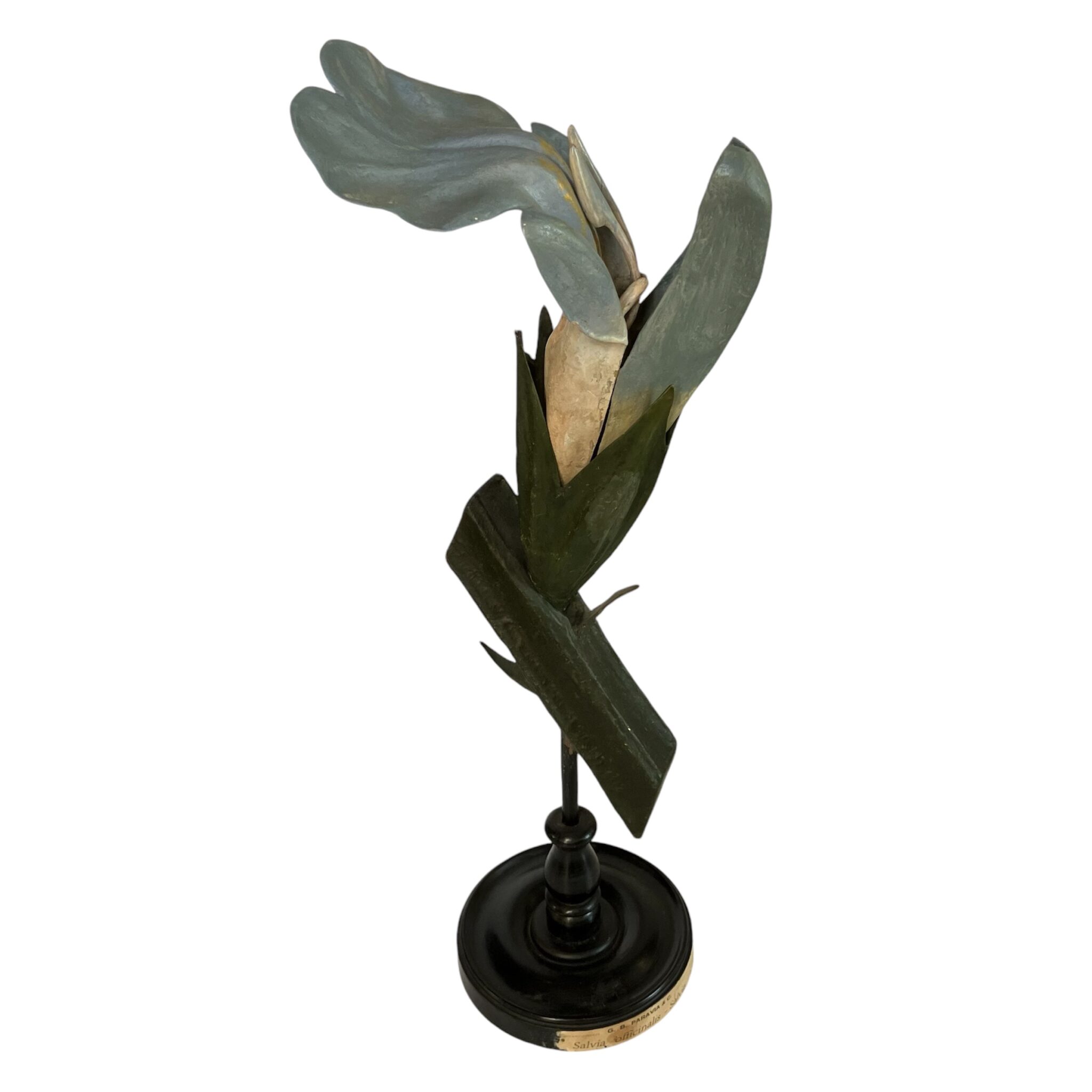 A rare Italian botanical model, the sage flower by Paravia IMG_0449 A rare Italian botanical model, the sage flower by Paravia