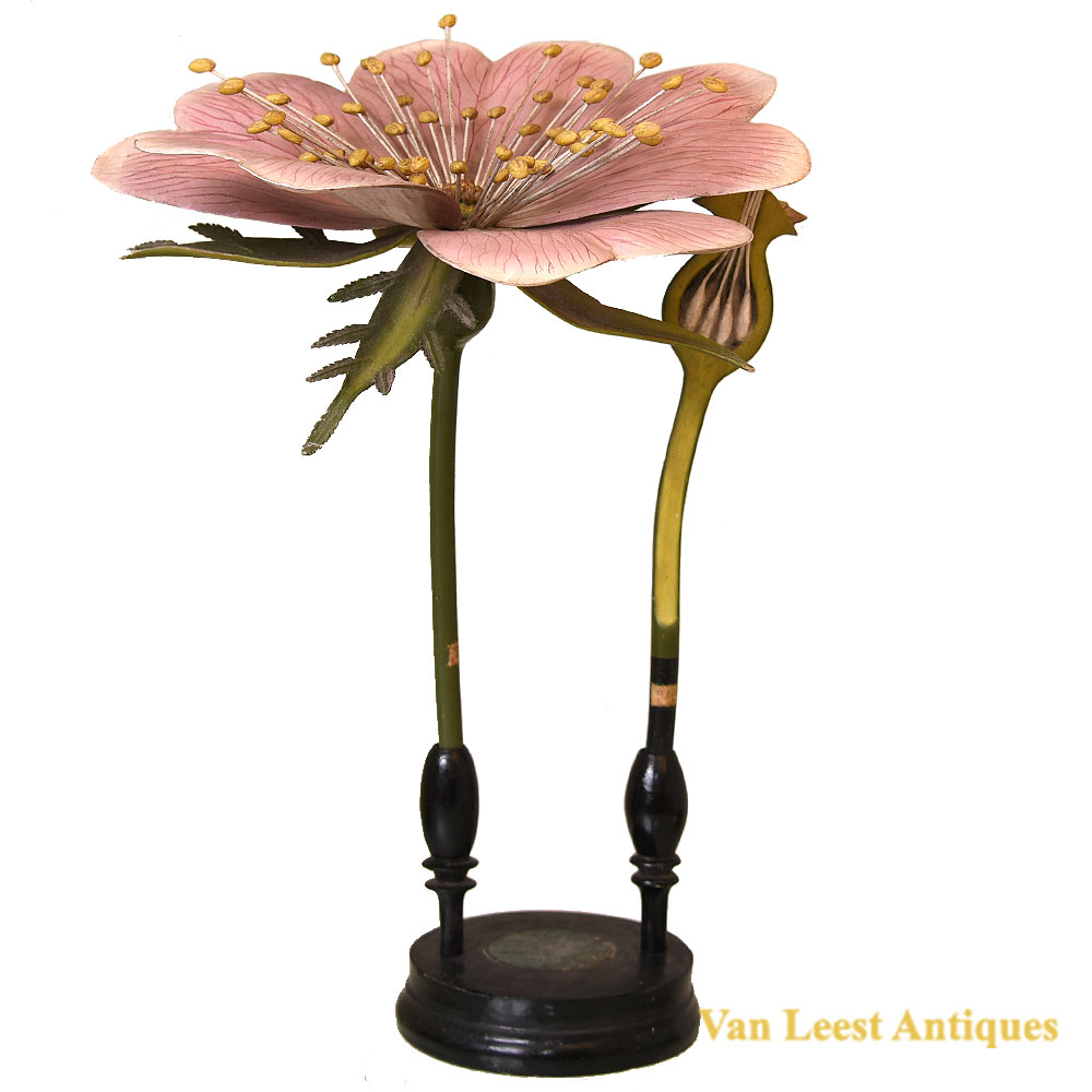 Brendel dog rose c. 1880 Brendel dog rose c. 1880 – Van Leest Antiques (1) Brendel dog rose c. 1880
