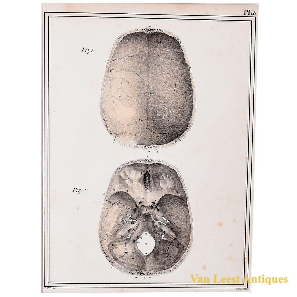 Jules Cloquet Plate 8 , Skull bones, 1825 441004-8-Jules-Cloquet-Print—Skull-base-bone Jules Cloquet Plate 8 , Skull bones, 1825